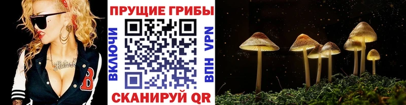 где найти   Липецк  ОМГ ОМГ сайт  даркнет состав  Псилоцибиновые грибы MAGIC MUSHROOMS 